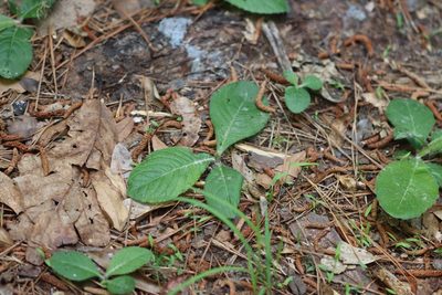 Elephantopus tomentosus