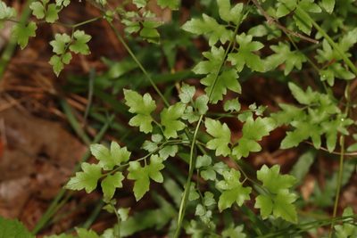 Lygodium japonicum, photographed by Rich Sommer
