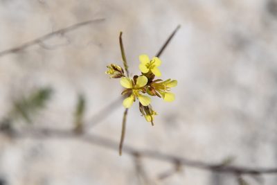 Erucastrum gallicum, photographed by Иван Ковтун Ivan Kovtun