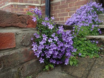 Campanula portenschlagiana, photographed by Daniel Cahen