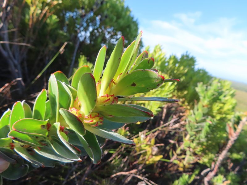 Mimetes saxatilis, photographed by linkie