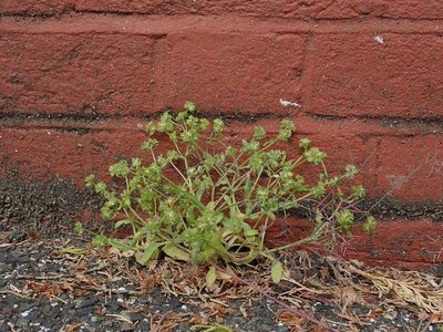 Valeriana carinata, photographed by Daniel Cahen