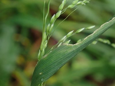 Milium effusum, photographed by Daniel Cahen