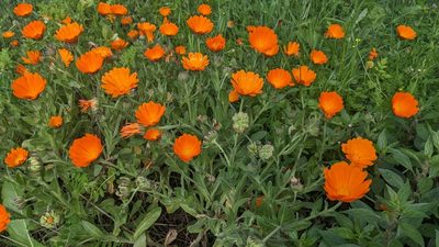 Calendula officinalis, photographed by Mattia Menchetti