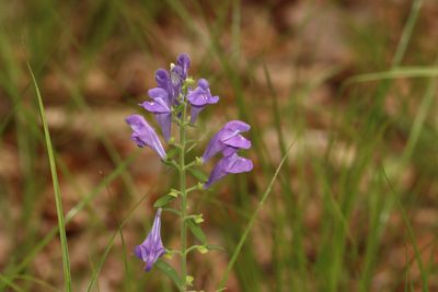 Scutellaria integrifolia, photographed by Rich Sommer