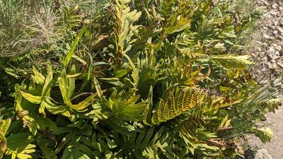 Polypodium cambricum, photographed by Mattia Menchetti