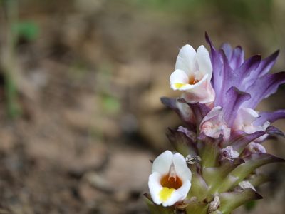 Curcuma karnatakensis, photographed by Dinesh Valke