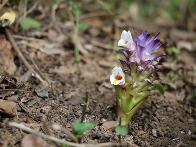 Curcuma karnatakensis, photographed by Dinesh Valke