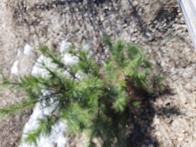 Pinus sibirica, photographed by Виктория Билоус