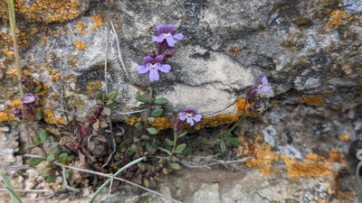 Chaenorhinum origanifolium, photographed by Mattia Menchetti