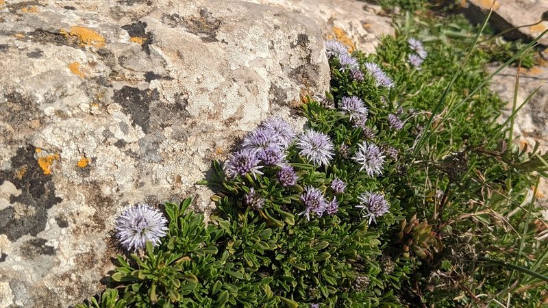 Globularia repens, photographed by Mattia Menchetti