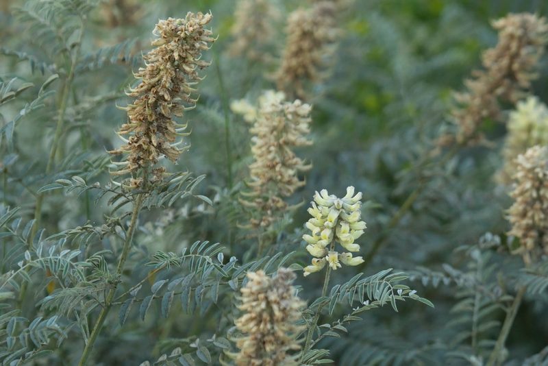 Sophora alopecuroides, photographed by Вячеслав Юсупов