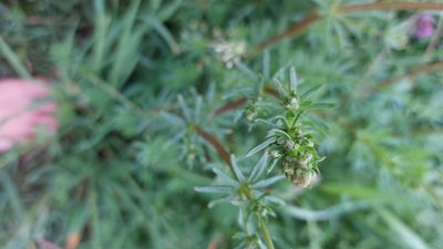 Galium album, photographed by Tristan Haab