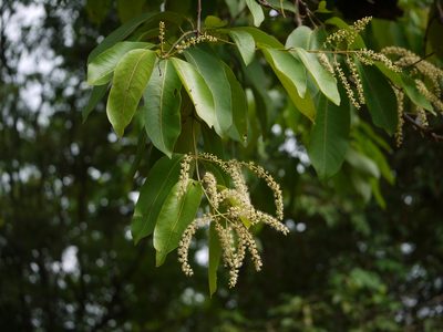 Terminalia elliptica, photographed by Dinesh Valke