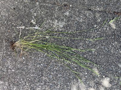 Festuca bromoides, photographed by lotusmorning