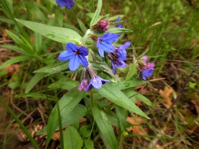 Aegonychon purpurocaeruleum, photographed by Michael Andresek