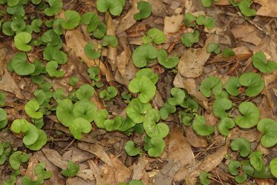 Dichondra carolinensis, photographed by Rich Sommer