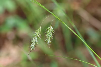 Carex cherokeensis, photographed by Rich Sommer
