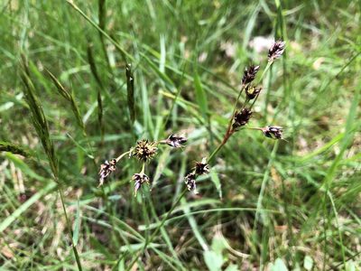 Luzula campestris, photographed by Jason Grant