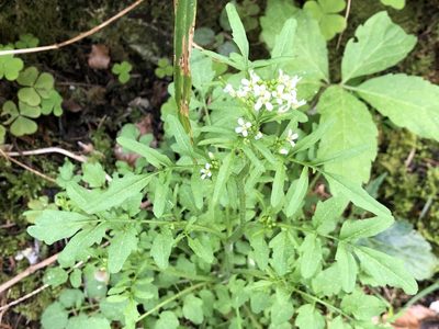 Cardamine flexuosa, photographed by Jason Grant