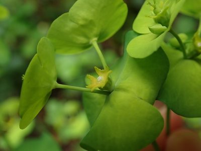 Euphorbia amygdaloides, photographed by Daniel Cahen
