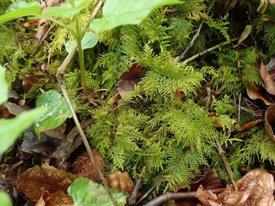 Thuidium tamariscinum, photographed by Daniel Cahen