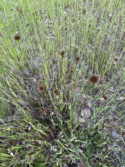 Juncus occidentalis, photographed by lotusmorning