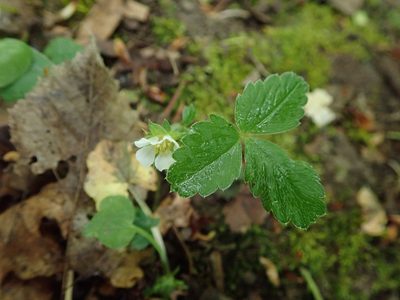 Potentilla sterilis, photographed by Daniel Cahen