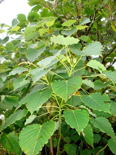 Homalanthus nutans, photographed by Peter de Lange