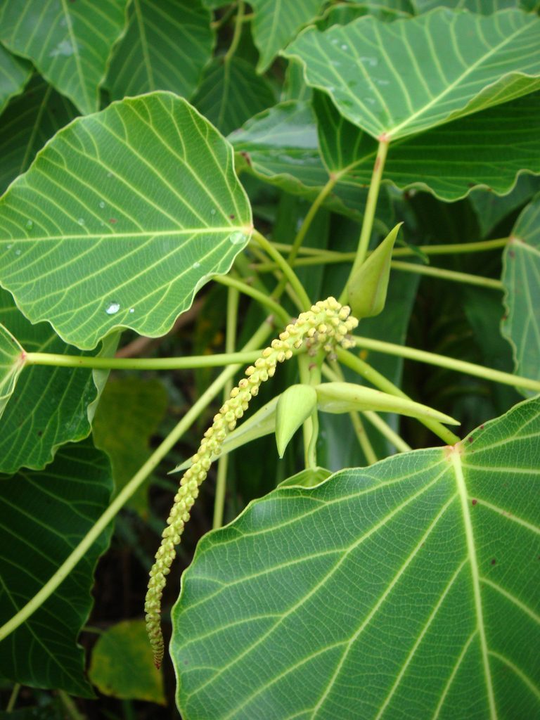 Homalanthus nutans, photographed by Peter de Lange