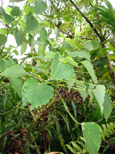 Homalanthus nutans, photographed by Peter de Lange