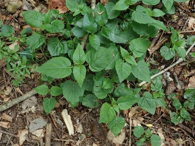 Circaea lutetiana, photographed by Daniel Cahen