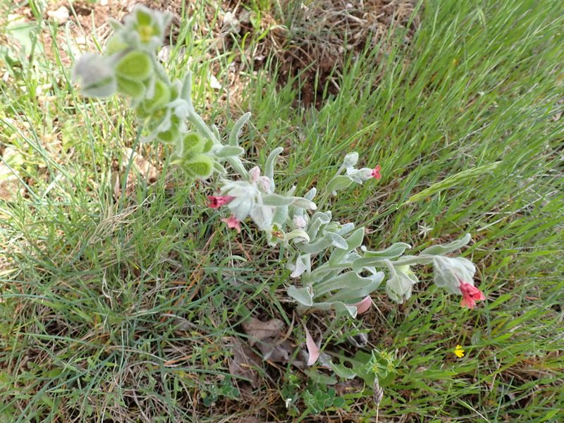 Pardoglossum cheirifolium, photographed by David Delon