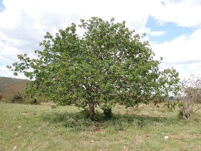 Pistacia terebinthus, photographed by David Delon
