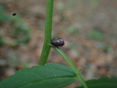 Cardamine bulbifera, photographed by Daniel Cahen