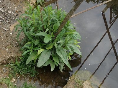 Scrophularia auriculata, photographed by Daniel Cahen