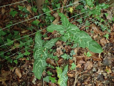 Arum italicum, photographed by Daniel Cahen