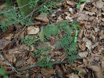 Conopodium majus, photographed by Daniel Cahen