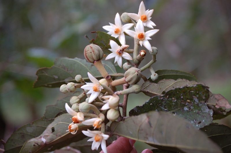 Mortoniodendron ocotense, photographed by Neptalí Ramírez Marcial