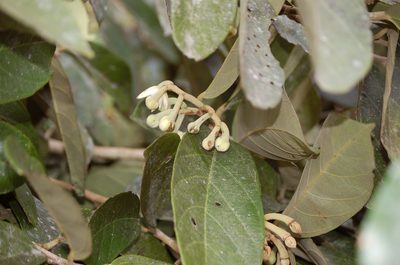Mortoniodendron ocotense, photographed by Neptalí Ramírez Marcial
