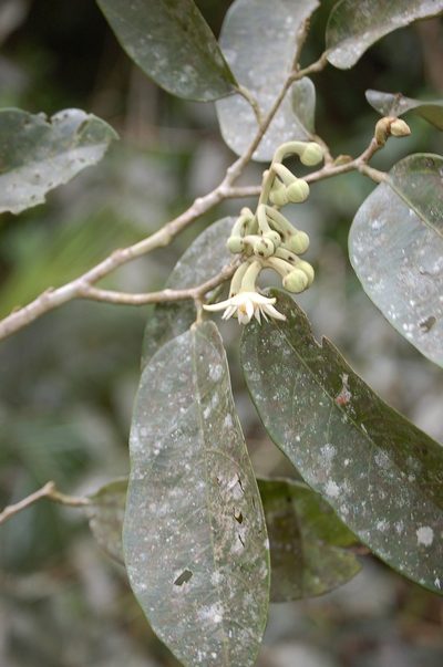 Mortoniodendron ocotense, photographed by Neptalí Ramírez Marcial