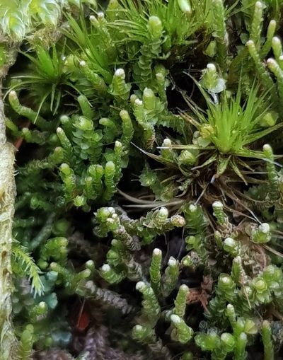 Neoorthocaulis attenuatus, photographed by Helen Waterman