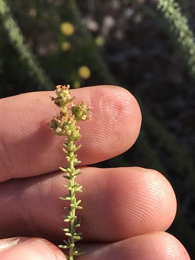 Selago myriophylla, photographed by Ren Hoekstra