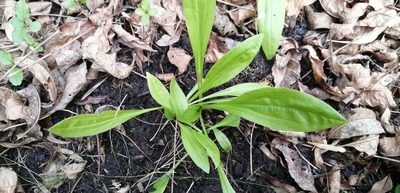 Plantago australis, photographed by Karina Viera