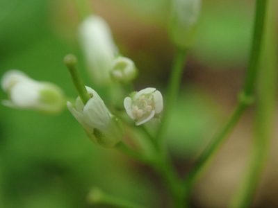 Cardamine flexuosa, photographed by Daniel Cahen