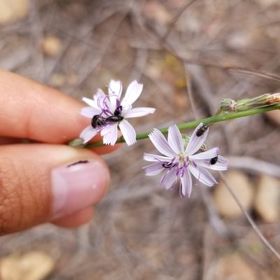 Stephanomeria diegensis, photographed by James C. Davis