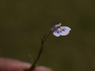 Lindernia hyssopioides, photographed by Dinesh Valke