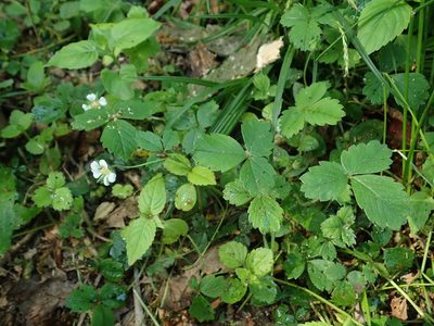 Potentilla sterilis, photographed by Daniel Cahen