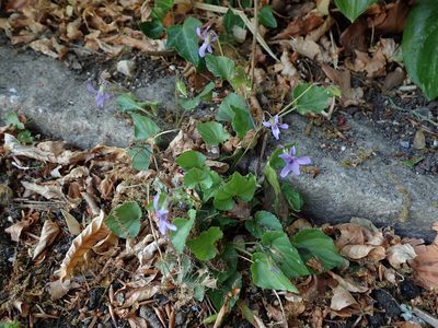 Viola reichenbachiana, photographed by Daniel Cahen