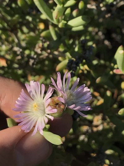 Delosperma peersii, photographed by Ren Hoekstra